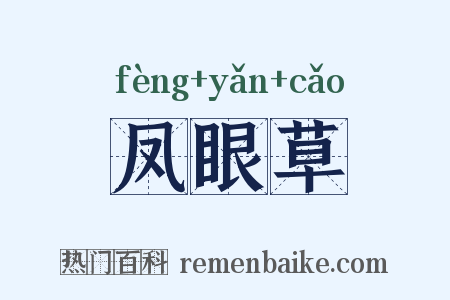 凤眼草是什么意思的图片